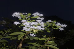 Lagerstroemia indica